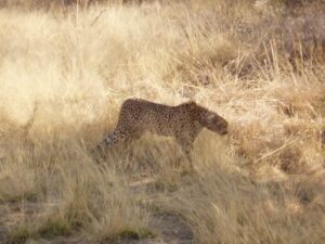 Namibia Car Rentals Cheetah
